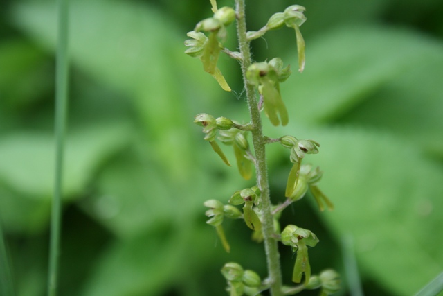 orchidee carinzia Neottia ovata